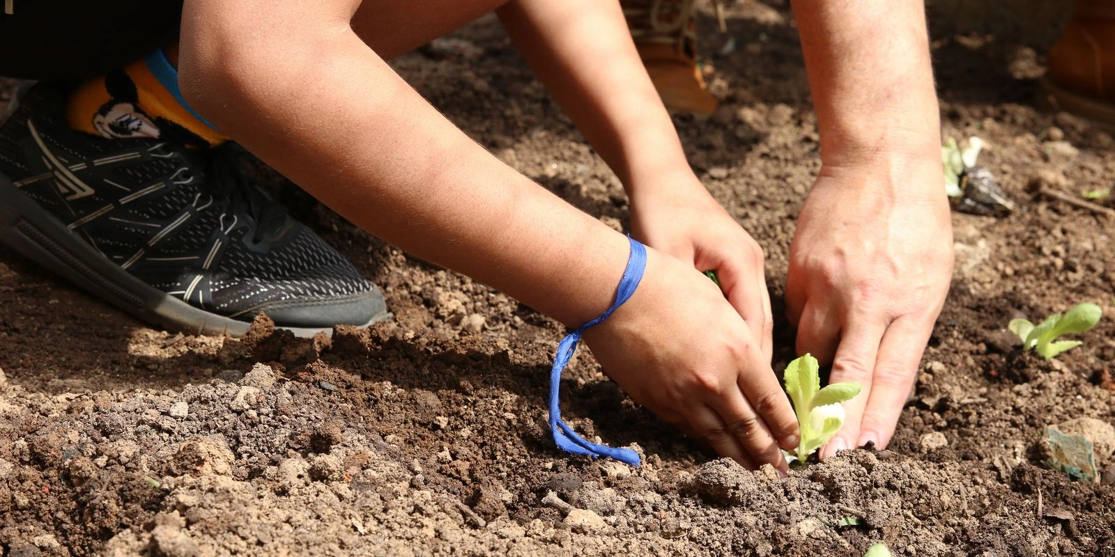 Entidades pedem apoio de candidatos em defesa da agroecologia